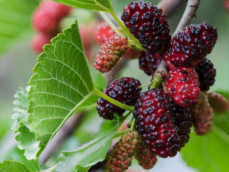 Шелковица купить саженцы из питомнике в Саранске