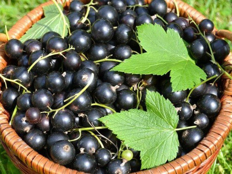 Смородина купить саженцы из питомника в Саранске