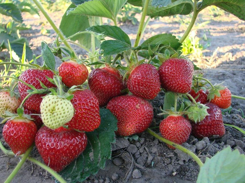 Клубника купить саженцы из питомника в Саранске