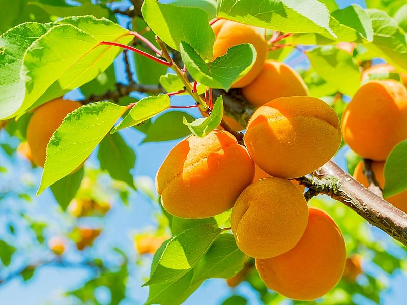 Абрикос купить саженцы из питомнике в Саранске