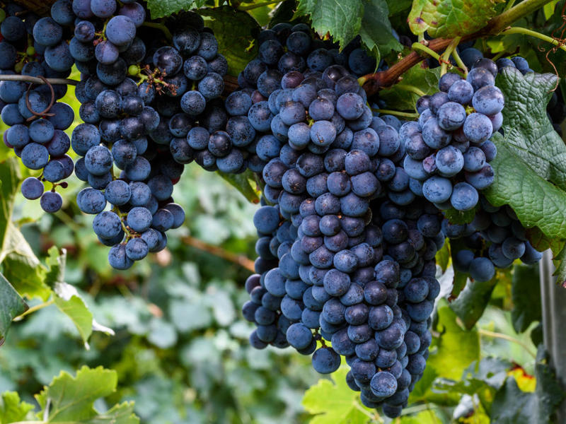 Виноград купить саженцы из питомника в Саранске