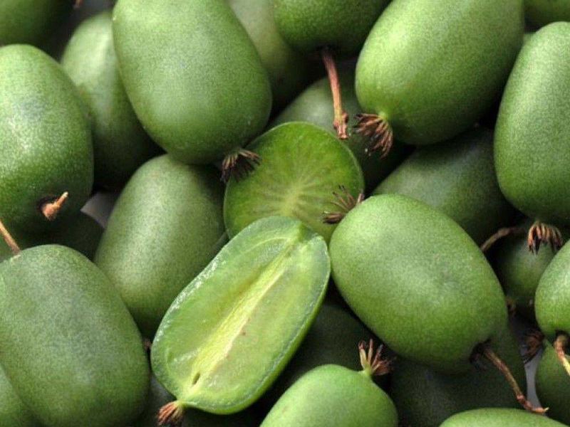 Актинидия купить саженцы из питомнике в Саранске