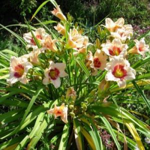 Лилейник "ПАНДОРА БОКС"
