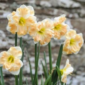 Нарцисс орхидный "КУМ ЛАУДЕ" (5 штук)