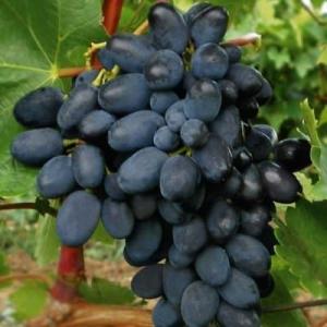 Виноград "КОДРЯНКА"